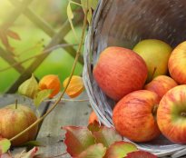 Які Вітаміни Потрібні Восени? Обираємо Продукти та Добавки